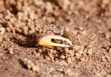 Petit crabe