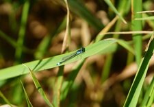 Ishnura elegans