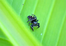 Phidippus audax (1)