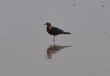 Goéland brun (larus fuscus) sous réserve