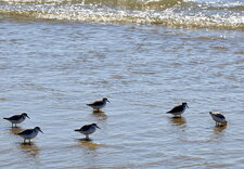 Bécasseaux sanderling