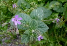 Erodium fausse mauve
