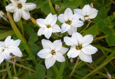 Ipheion uniflorum "white star"