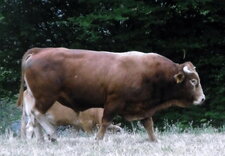 Monsieur Limousin