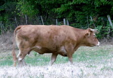 Madame vache Limousine