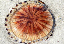 Méduse rayonnée n°2