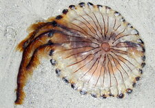 Méduse rayonnée