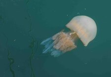 Rhizostoma pulmo, la paisible...