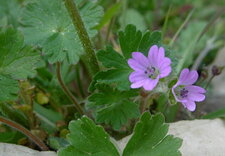 Géranium mou