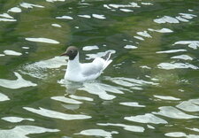 Mouette rieuse à Paris