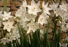 Narcisses