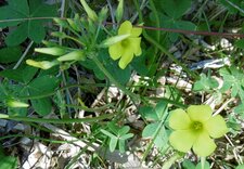 Oxalis corniculé