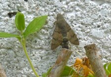 Moro sphinx (sphinx colibri)