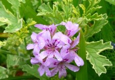 Pélargonium citronnelle