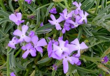 Giroflée des dunes (matthiolia sinuata)