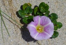 Liseron soldanelle