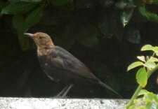 Jeune merle noir