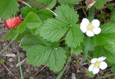 Fraise des bois