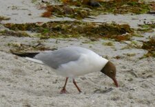 Mouette mélanocéphale