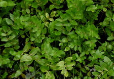 Cresson de fontaine (nasturtium officinale)