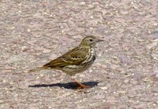 Pipit spioncelle