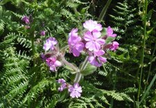 Compagnon rouge (Silène dioica)