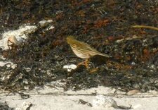Pipit maritime