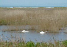 Cygnes