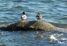 Couple de canards colverts