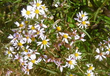 Aster maritime