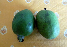 Feijoa