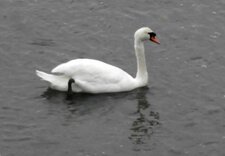 Cygne tuberculé