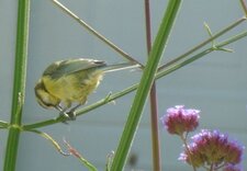 Mésange bleue
