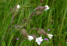 Compagnon blanc (silène latifolia)
