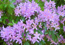 Rhododendron ponticum
