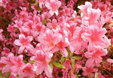 Rhododendron kaempferi