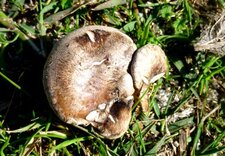 Pleurote du panicaut