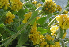 Sauge de Jérusalem (phlomis fruticosa)