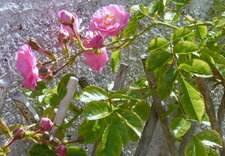 Rose "centifolia pomponia" ou "pompon de Meaux"