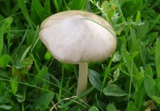 Agaric sylvicole (sousréserve)