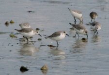 Bécasseaux sanderling