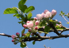 Pommier "Drap d