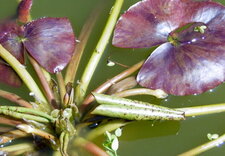 Nénuphar