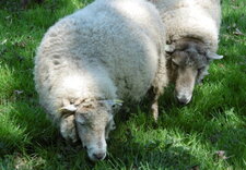 Moutons des landes de Bretagne