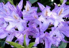 Rhododendron emmêlé (Impeditum)