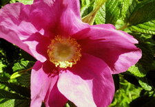Rosier des chiens (Rosa canina)
