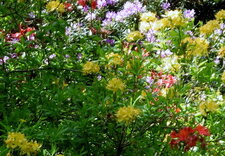 Festival de rhododendrons