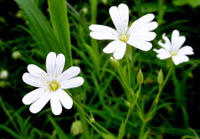 Stellaire holostée