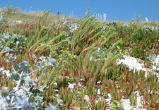 Flore de la dune
