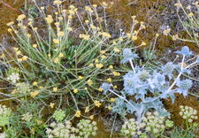 Flore de la dune